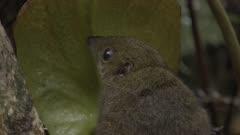 Shrew