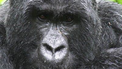 Ape