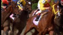 ANIMAL SPORTS