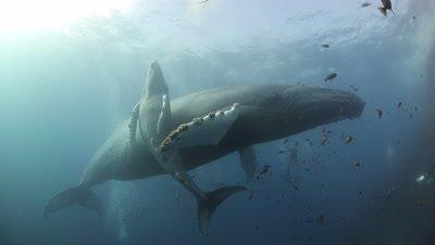 Ocean Footage 4K