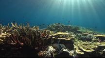 Ultra HD Underwater Oceanscapes