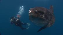 Sunfish And Bluegill 