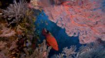 Ultra HD Underwater Coral Reef