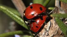 INSECTS