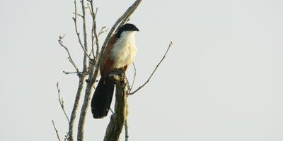 Lark