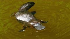 Platypus