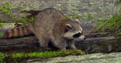Raccoon