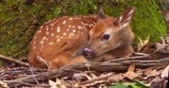 Deer