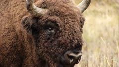 Bison