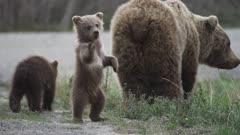 Baby Animals