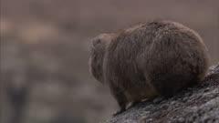 Hyrax