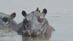Hippo