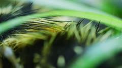 Tenrec