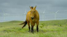Horse And Tapir
