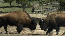 Mammals Fighting