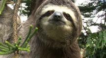 Sloth
