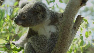 Marsupial