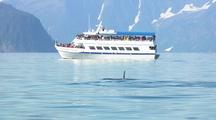 Whale Rescues