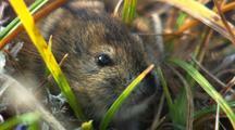 Vole And Muskrat