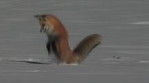 Mammals Hunting