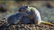 Gerbil