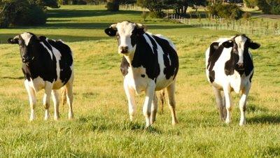 Cattle